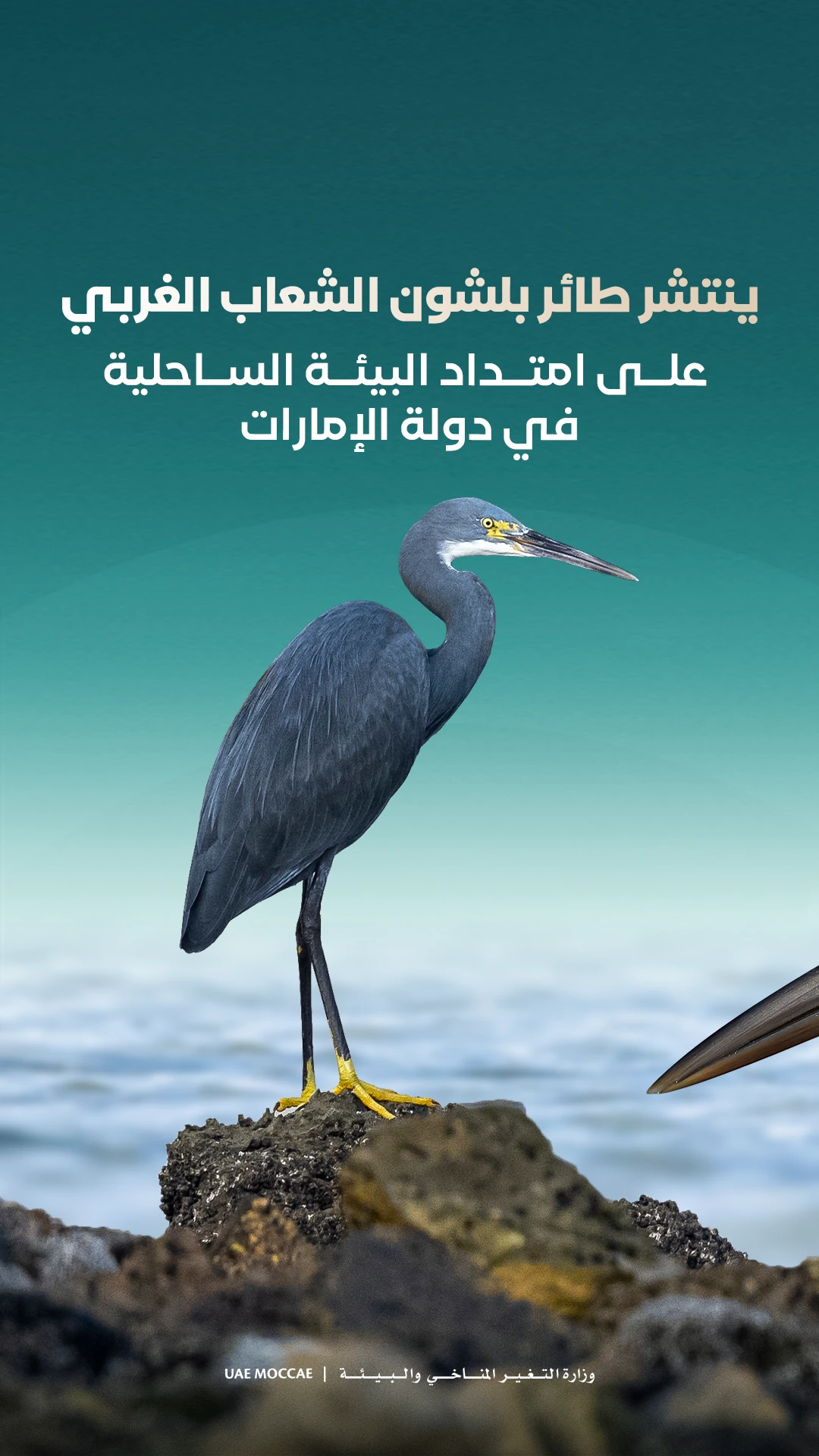 Reef heron — educational carousel, frame 1