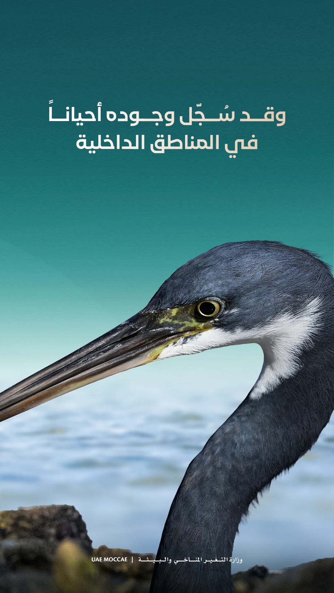 Reef heron — educational carousel, frame 2