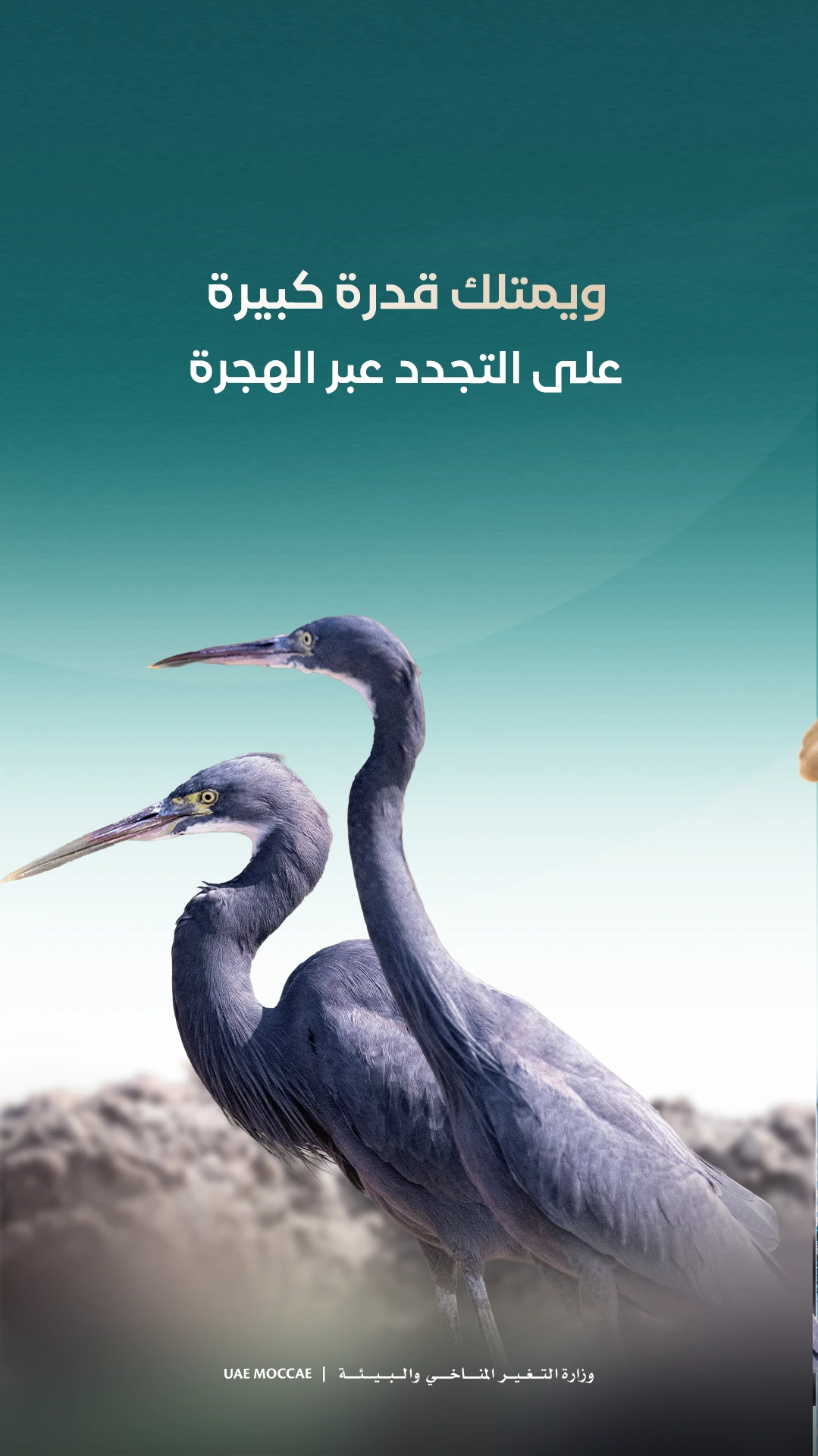 Reef heron — educational carousel, frame 4
