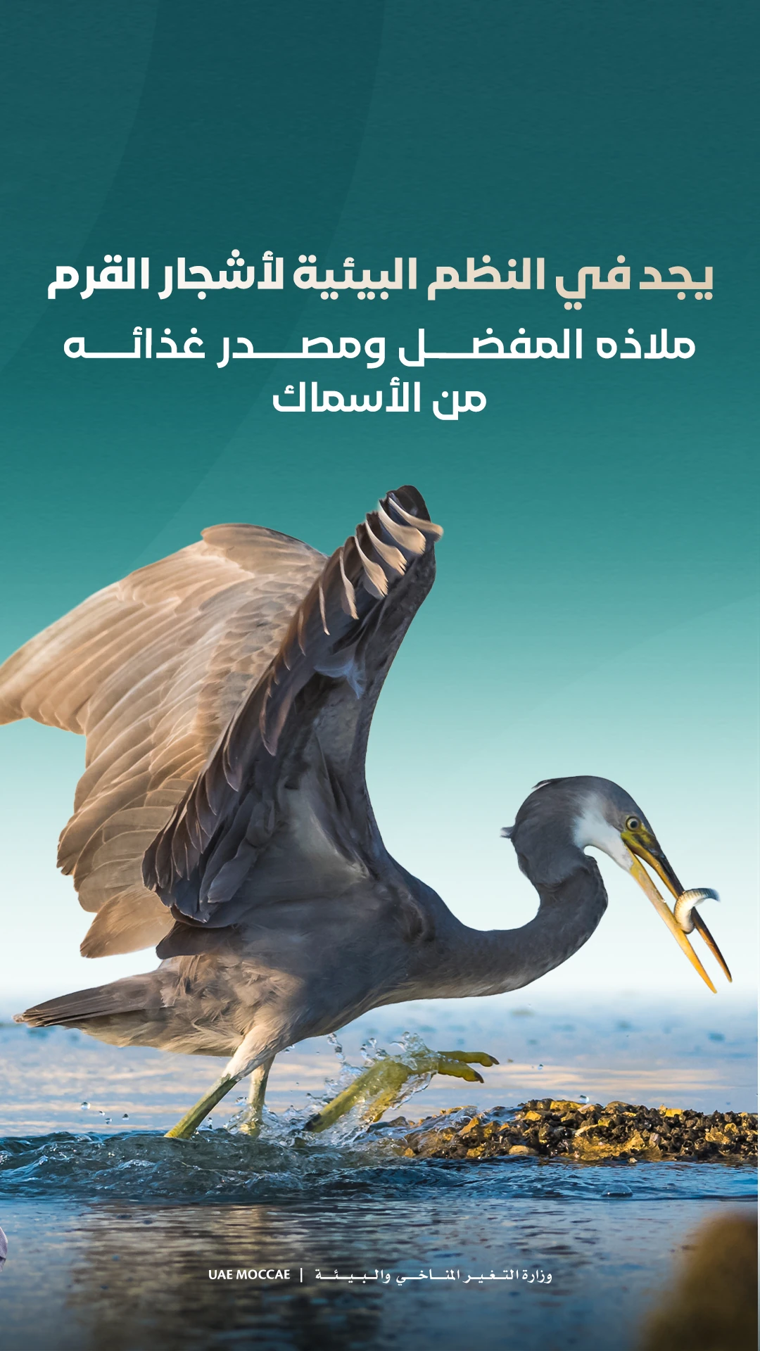 Reef heron — educational carousel, frame 5