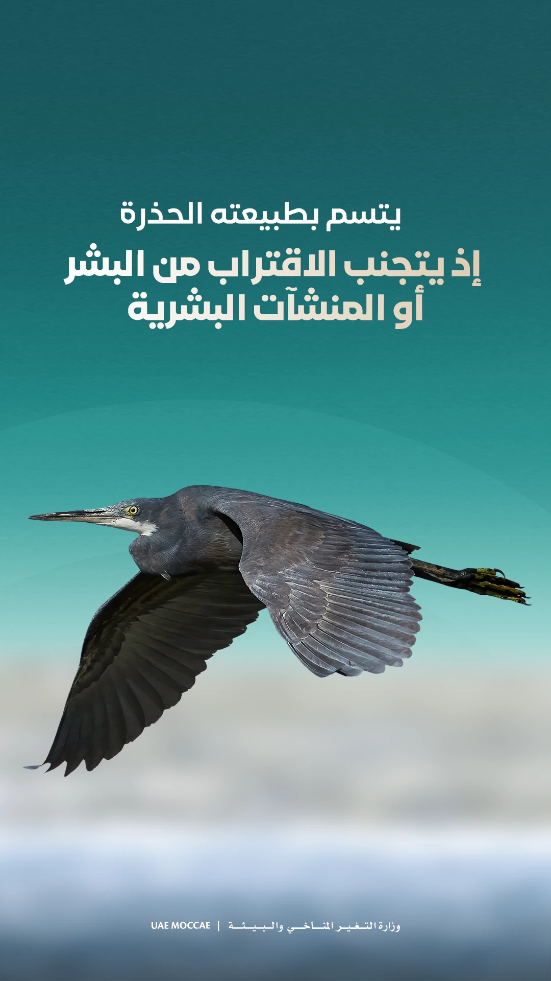Reef heron — educational carousel, frame 6